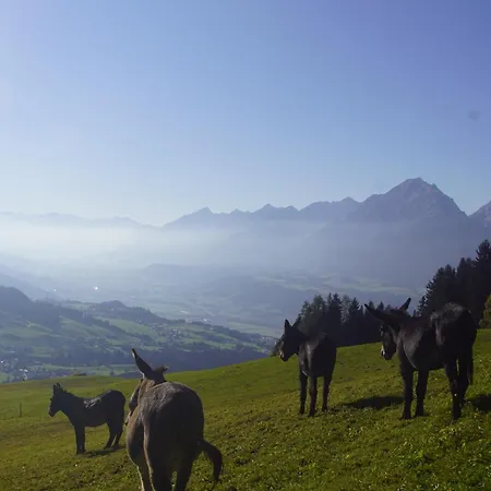 Readynow Alpine Resonanz Camp Fuer Mentale Klarheit شقة *