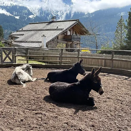 Readynow Alpine Resonanz Camp Fuer Mentale Klarheit Pill