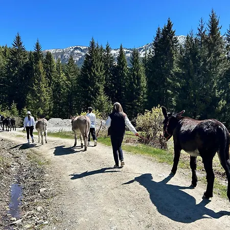 Readynow Alpine Resonanz Camp Fuer Mentale Klarheit